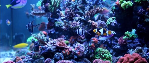 Chemical Filtration in Aquariums - Mad Hatter's Reef